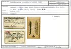 Karteikarte zum Holotyp von Rhabdogonium pyramidale Karrer, 1862